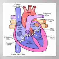 Human Heart