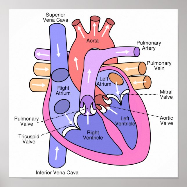 Human Heart Poster (Front)