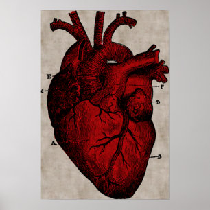 Human Heart Poster