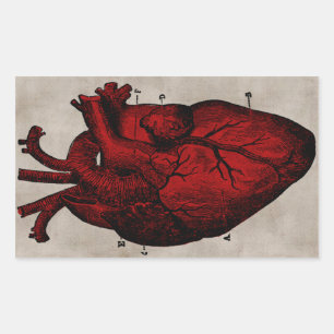 Human Heart Sticker