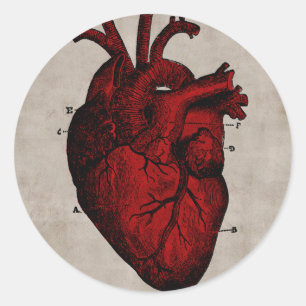 Human Heart Sticker