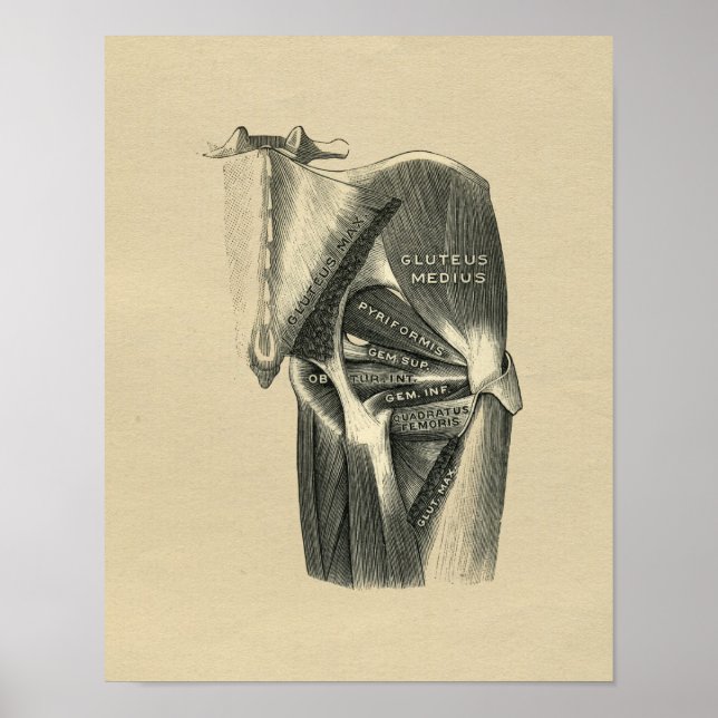 Human Hip Anatomy 1902 Vintage Print (Front)