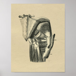 Human Hip Anatomy 1902 Vintage Print