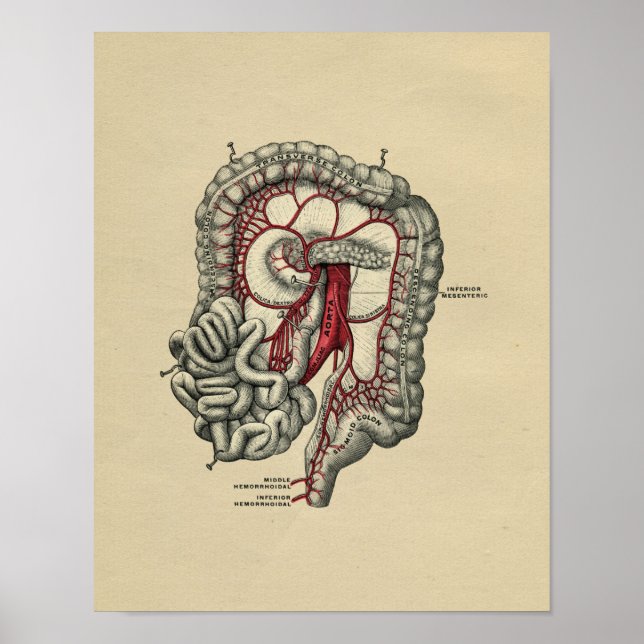 Human Intestinal Anatomy 1902 Vintage Print (Front)