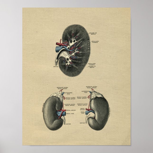 Human Kidney Anatomy 1902 Vintage Print (Front)