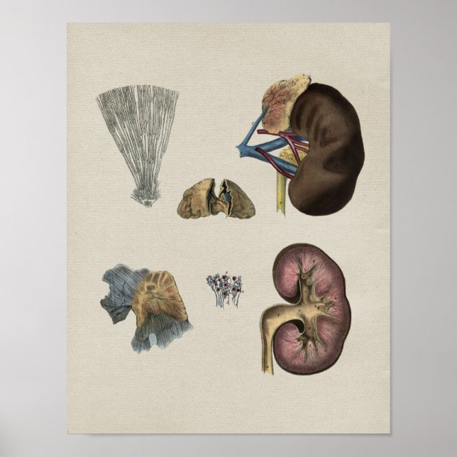 Human Kidney Anatomy Vintage Print (Front)