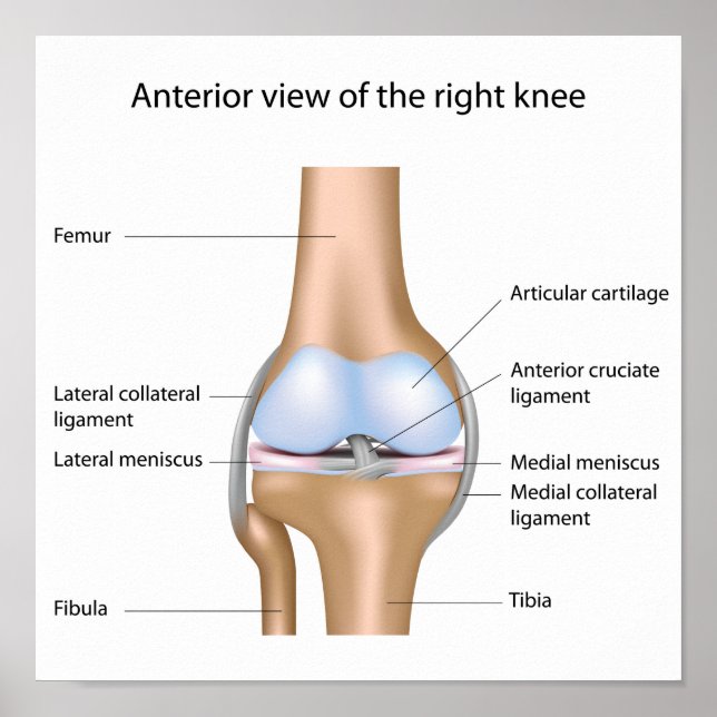 Human knee joint anatomy Poster (Front)