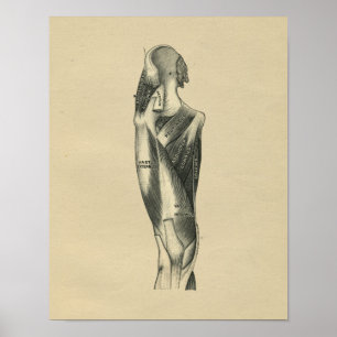 Human Leg Anatomy 1902 Vintage Print