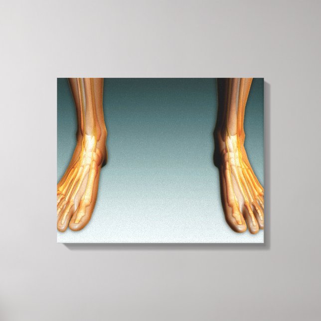 Human Legs And Feet With Nervous System Canvas Print (Front)