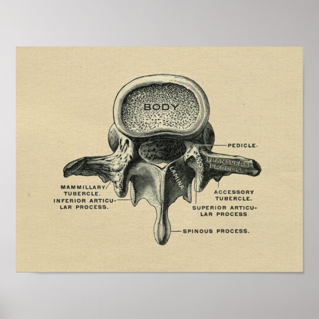 Human Lumbar Vertebrae Anatomy 1902 Vintage Print (Front)