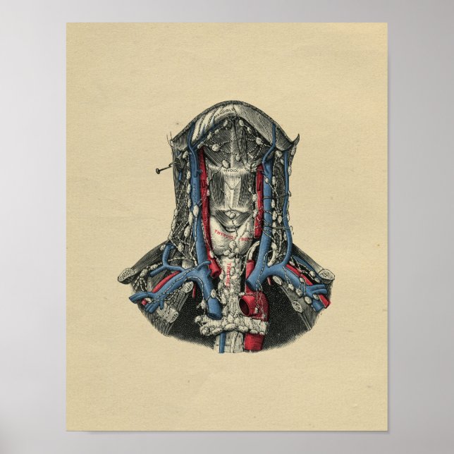 Human Lymph Node Anatomy 1902 Vintage Print (Front)