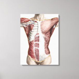 human Male anatomy abstract original art  Canvas Print