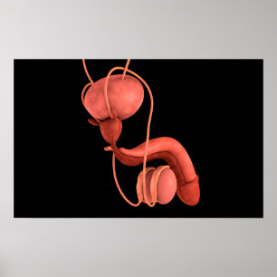 Human Male Reproductive System 1 Poster