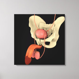 Human Male Reproductive System 2 Canvas Print