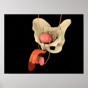 Human Male Reproductive System 2 Poster