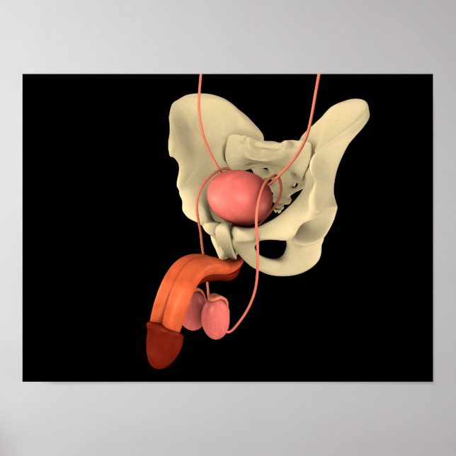 Human Male Reproductive System 2 Poster (Front)