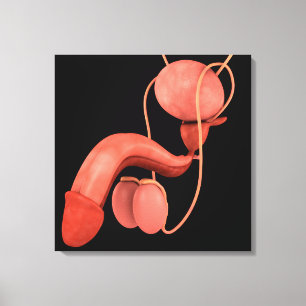 Human Male Reproductive System 3 Canvas Print