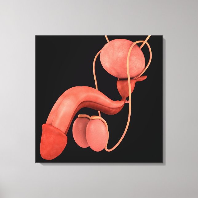 Human Male Reproductive System 3 Canvas Print (Front)