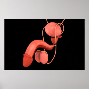 Human Male Reproductive System 3 Poster
