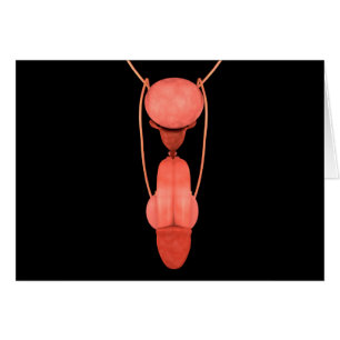 Human Male Reproductive System 5