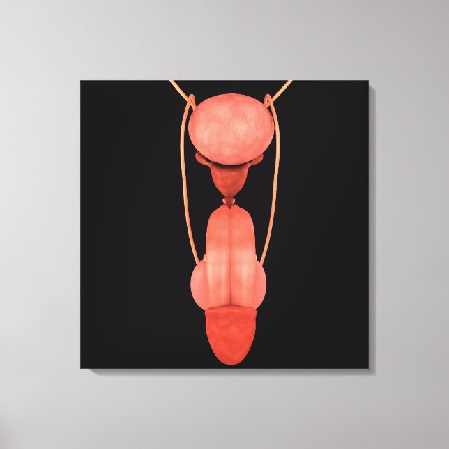 Human Male Reproductive System 5 Canvas Print (Front)