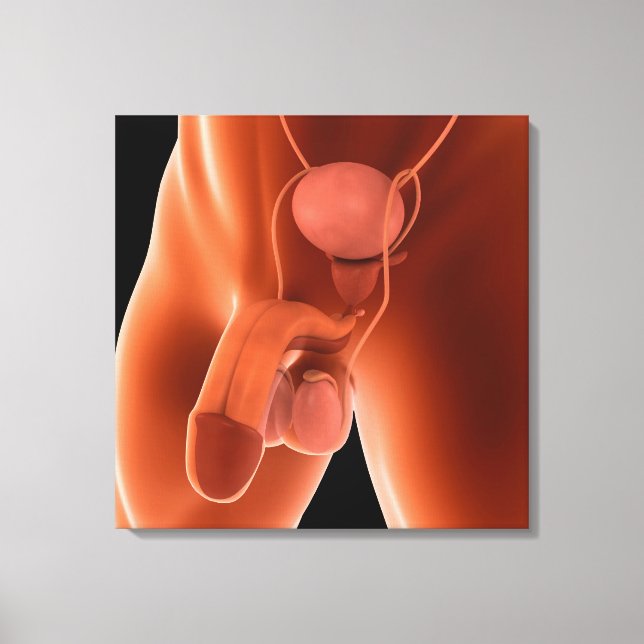 Human Male Reproductive System 6 Canvas Print (Front)