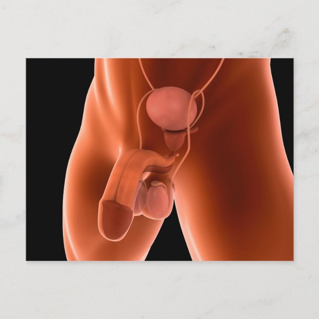 Human Male Reproductive System 6 Postcard (Front)