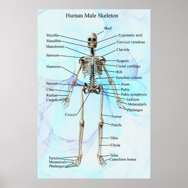 Human Male Skeleton poster (Front)