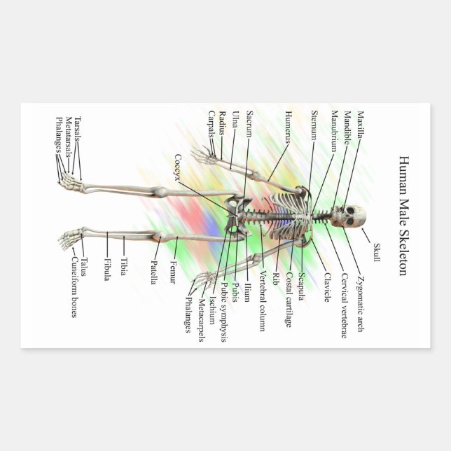 Human Male Skeleton stickers (Front)