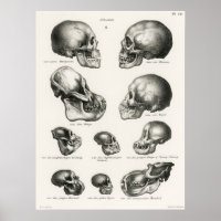 Human Monkey and Ape Skulls