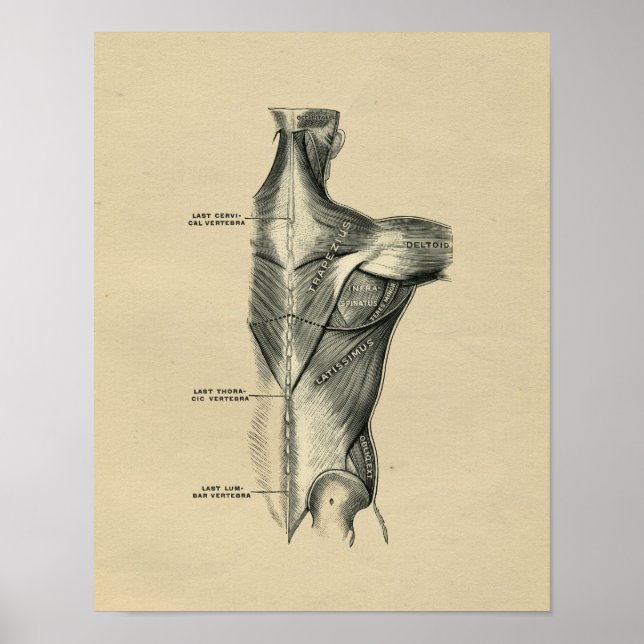 Human Muscle Anatomy 1902 Vintage Print (Front)