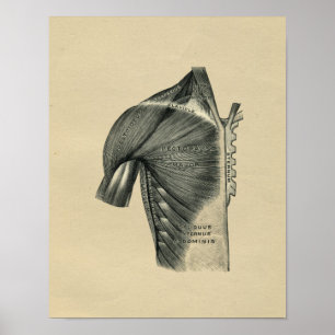 Human Muscle Anatomy 1902 Vintage Print