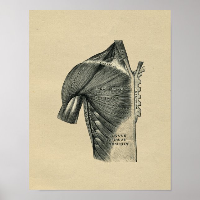 Human Muscle Anatomy 1902 Vintage Print (Front)