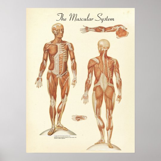 Total number of muscles in human body