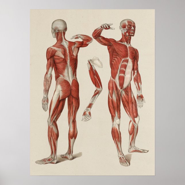 Human Muscle Anatomy Poster (Front)