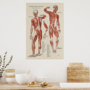 Human Muscle Anatomy Wall Chart