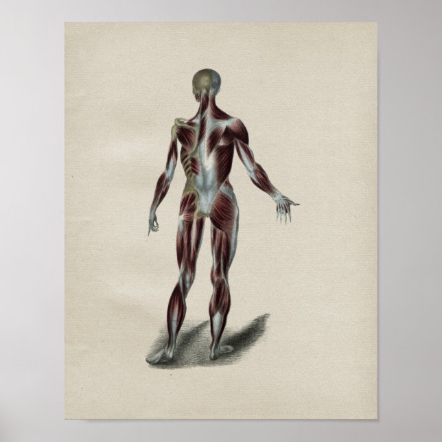 Human Muscles Anatomy Vintage Print (Front)