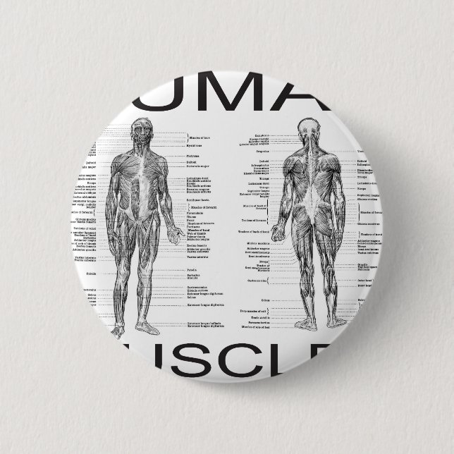 Human Muscles and Anatomy 6 Cm Round Badge (Front)