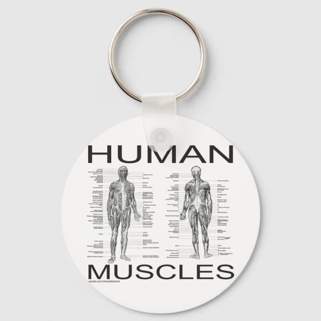 Human Muscles and Anatomy Key Ring (Front)