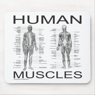 Human Muscles and Anatomy Mouse Mat