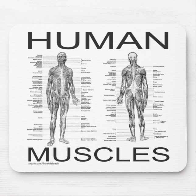 Human Muscles and Anatomy Mouse Mat (Front)