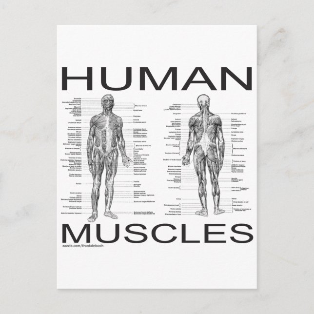 Human Muscles and Anatomy Postcard (Front)