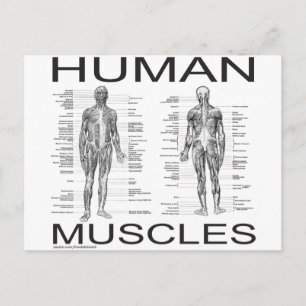 Human Muscles and Anatomy Postcard