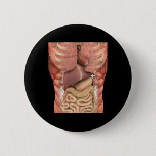 Human Muscles Organs Scary Anatomy Teacher Hallowe 6 Cm Round Badge