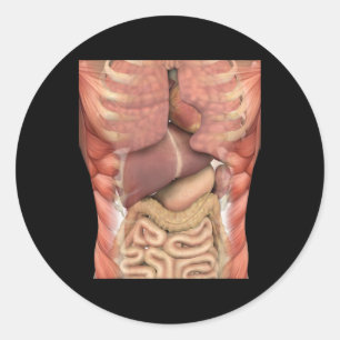 Human Muscles Organs Scary Anatomy Teacher Hallowe Classic Round Sticker