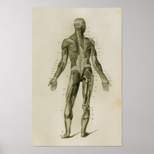 Human Muscles Posterior Vintage Anatomy Print