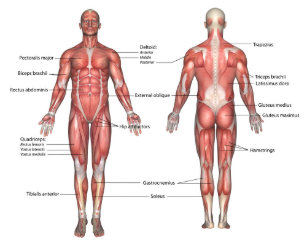 Muscle Diagram Art Wall Decor Zazzle Co Uk