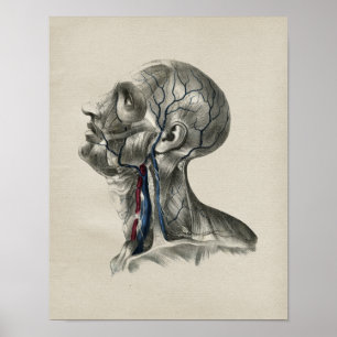 Human Neck Lymphatics Anatomy Vintage Print