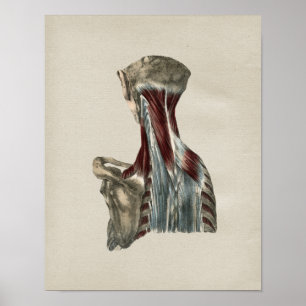 Human Neck Muscles Anatomy Vintage Print