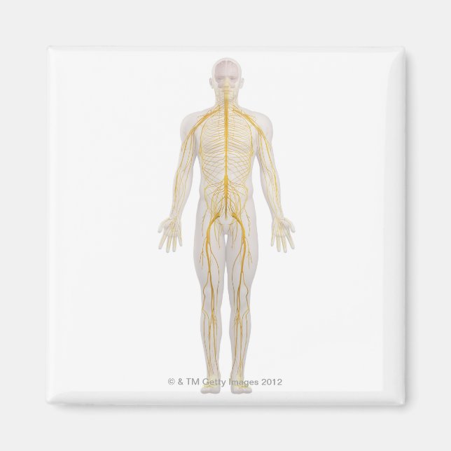 Human Nervous System 2 Magnet (Front)